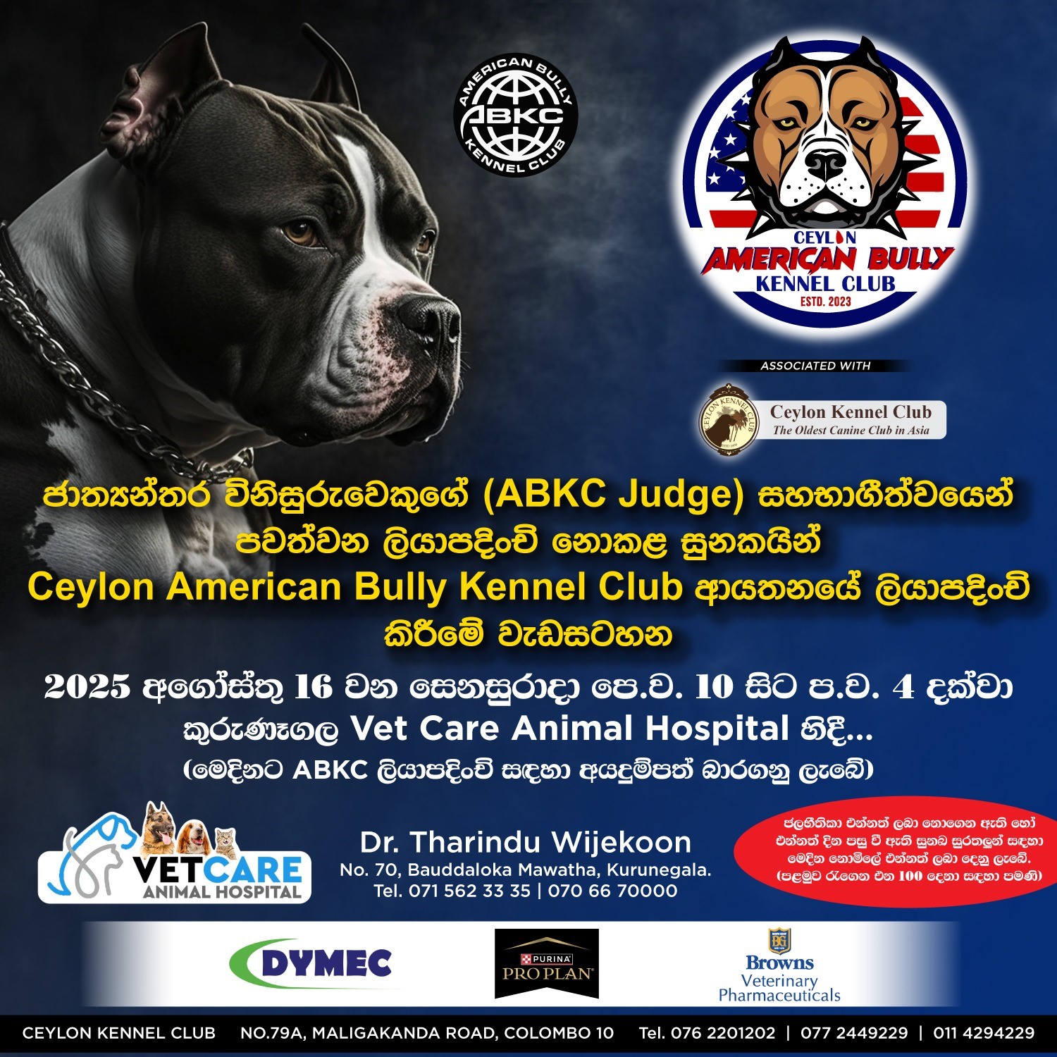 Ceylon American Bully